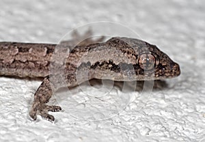 Macro Photo of Mediterranean House Gecko on White Floor