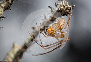 Macro photo of a Metellina mengei