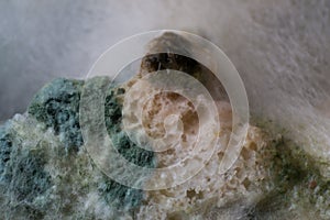 macro photo of mold fungus on the surface of a bread