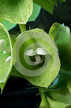 Macro Photo of a Moluccella Laevis Plant Stalk photo