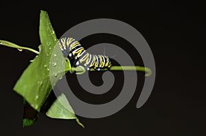 Macro photo of a monarch caterpillar outside on a green leaf a rainy day