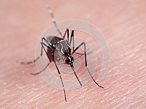 Macro Photo of Mosquito Prepared to Suck Blood on Human Skin