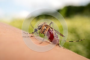 Macro photo of a mosquito sucking blood