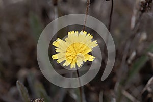 Macro photo of a mouse-ear hawkweed, Pilosella officinarum