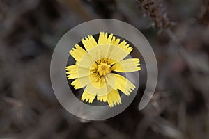 Macro photo of a mouse-ear hawkweed, Pilosella officinarum