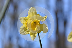 Macro photo of Narcissus `Dutch Master` yellow bulb , Trumpet Daffodil