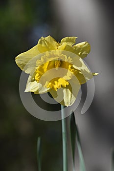 Macro photo of Narcissus `Dutch Master` yellow bulb , Trumpet Daffodil