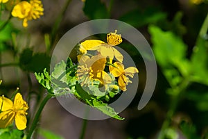 Macro photo of natural yellow flowers of celandine. Background blooming flowers plant celandine