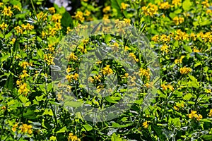 Macro photo of natural yellow flowers of celandine. Background blooming flowers plant celandine