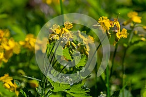 Macro photo of natural yellow flowers of celandine. Background blooming flowers plant celandine