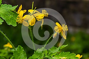 Macro photo of natural yellow flowers of celandine. Background blooming flowers plant celandine