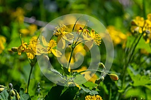 Macro photo of natural yellow flowers of celandine. Background blooming flowers plant celandine