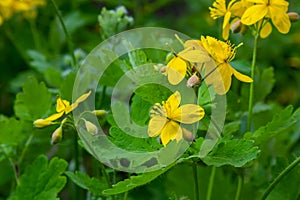 Macro photo of natural yellow flowers of celandine. Background blooming flowers plant celandine