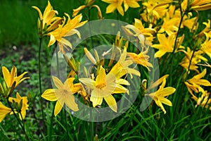 Macro photo nature blooming flower Lilium. Background texture blooming yellow flowers lily. Image of a plant spring blooming