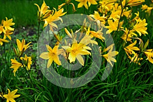 Macro photo nature blooming flower Lilium. Background texture blooming yellow flowers lily. Image of a plant spring blooming