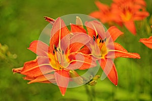 Macro photo nature blooming flower orange Lilium bulbiferum