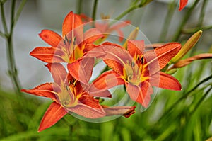 Macro photo nature blooming flower orange Lilium bulbiferum