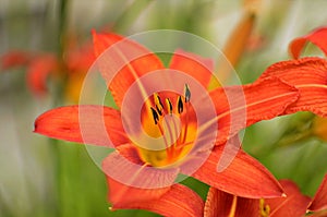 Macro photo nature blooming flower orange Lilium bulbiferum