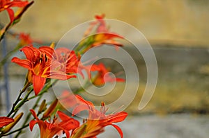 Macro photo nature blooming flower orange Lilium bulbiferum