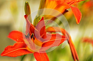 Macro photo nature blooming flower orange Lilium bulbiferum