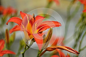 Macro photo nature blooming flower orange Lilium bulbiferum