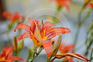 Macro photo nature blooming flower orange Lilium bulbiferum