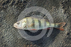 Macro photo of nature fish european perch. Texture background fish perch lies on the ground. Predatory river striped bass with a