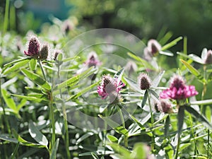 Macro photo of nature plant flower clover. Background texture of a blooming wild flower clover. Image of field red flower clover photo