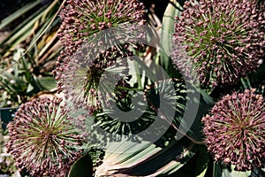 Macro photo nature purple allium onion flower. Background texture of round fluffy blooming lilac color allium