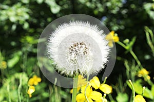 Macro Photo of nature white flowers blooming dandelion. Background blooming bush of white fluffy dandelions. Flowers in the forest