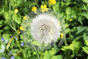 Macro Photo of nature white flowers blooming dandelion blured background. Background blooming bush of white fluffy dandelions.