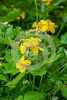 Macro photo of nature yellow flowers of celandine. Background blooming flowers plant celandine