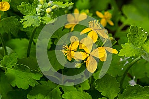 Macro photo of nature yellow flowers of celandine. Background blooming flowers plant celandine