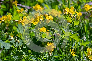 Macro photo of nature yellow flowers of celandine. Background blooming flowers plant celandine