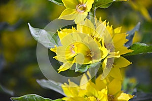 Macro photo nature yellow Lysimachia vulgaris flower. Texture background plain golden yellow loosestrife flower. Image plant