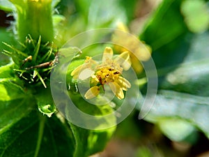 Macro photo of Node weed also known Synedrella nodiflora, synderella weed with a natural background.