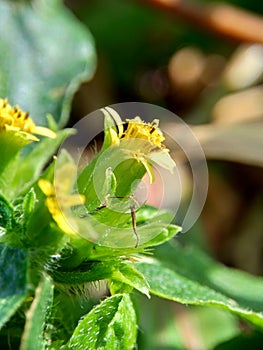 Macro photo of Node weed also known Synedrella nodiflora, synderella weed with a natural background.