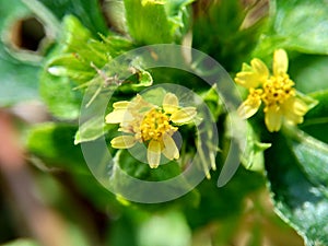 Macro photo of Node weed also known Synedrella nodiflora, synderella weed with a natural background.