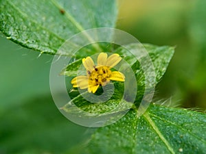 Macro photo of Node weed also known Synedrella nodiflora, synderella weed with a natural background. photo