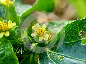 Macro photo of Node weed also known Synedrella nodiflora, synderella weed with a natural background. photo