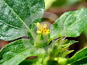 Macro photo of Node weed also known Synedrella nodiflora, synderella weed with a natural background. photo