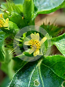 Macro photo of Node weed also known Synedrella nodiflora, synderella weed with a natural background. photo