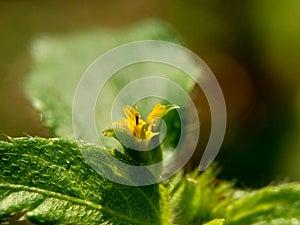 Macro photo of Node weed also known Synedrella nodiflora, synderella weed with a natural background. photo
