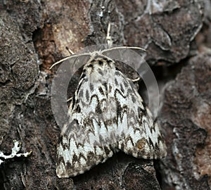 Macro photo of a nun moth, Lymantria monacha resting on pine bark