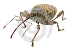 Macro photo of a nut weevil, Curculio nucum isolated on white background photo