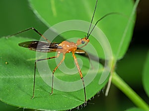 Macro Photo of Orange Assassin Bug on Green Leaf