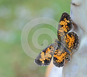 Macro photo of an orange and black Pearl Crescent butterfly