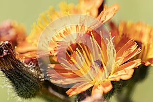 Macro photo of an orange flower on a meadow