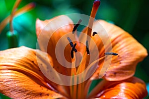 Macro Photo of an Orange Tiger Lily Flower