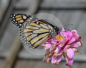 Macro photo of an orange, white and black monarch butterfly on a dying pink flower